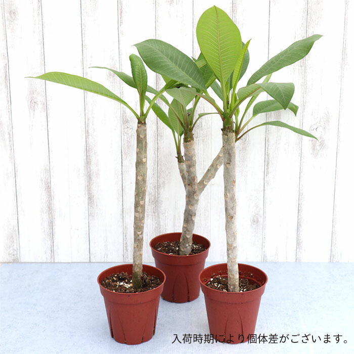 最安値挑戦 プルメリア サンバリーナ 4号鉢 鉢花 熱帯植物 ハワイ タヒチ Qdtek Vn