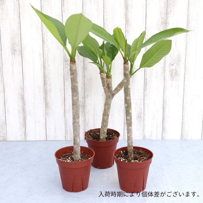 超ポイント祭 期間限定 プルメリア ブリザード 4号鉢 鉢花 熱帯植物 ハワイ タヒチ Qdtek Vn