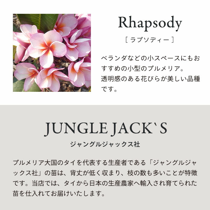 プルメリア ラプソディー 4号鉢 タヒチ ハワイ 熱帯植物 鉢花 人気ブランド多数対象 4号鉢