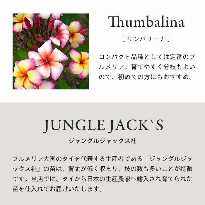 送料無料 プルメリア 5号鉢 サンバリーナ タヒチ ハワイ 熱帯植物 鉢花 全品送料無料 サンバリーナ