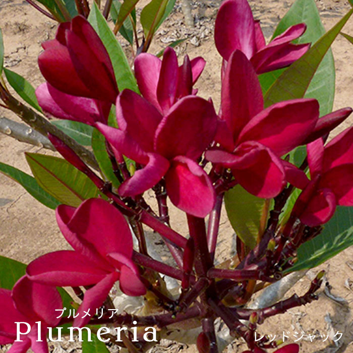 新製品情報も満載 送料無料 プルメリア レッドジャック 5号鉢 鉢花 熱帯植物 ハワイ タヒチ Qdtek Vn 新製品情報も満載 送料無料 プルメリア レッドジャック 5号鉢 鉢花 熱帯植物 ハワイ タヒチ Qdtek Vn