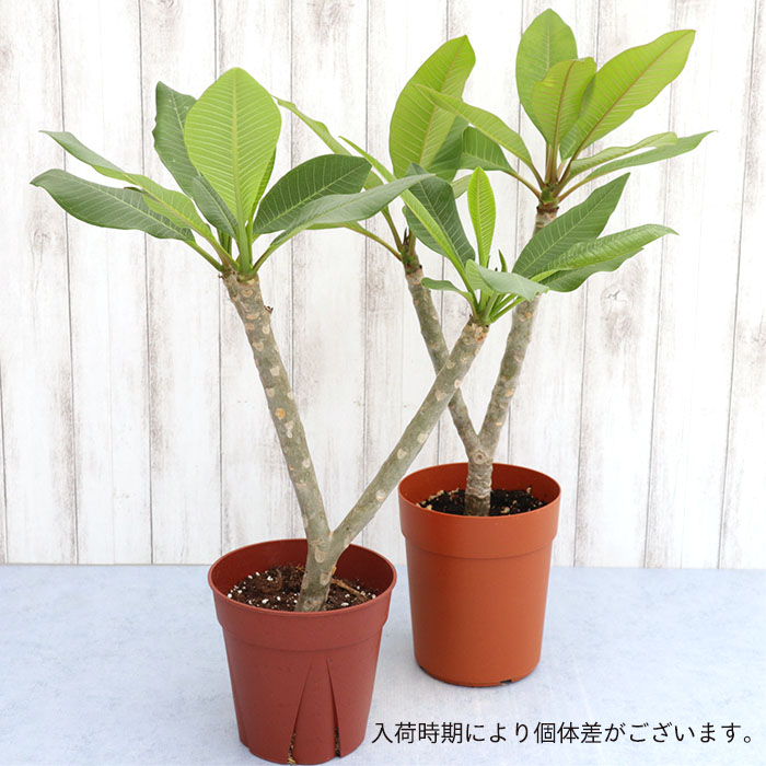 期間限定特価 送料無料 プルメリア レッドジャック 5号鉢 鉢花 熱帯植物 ハワイ タヒチ Qdtek Vn