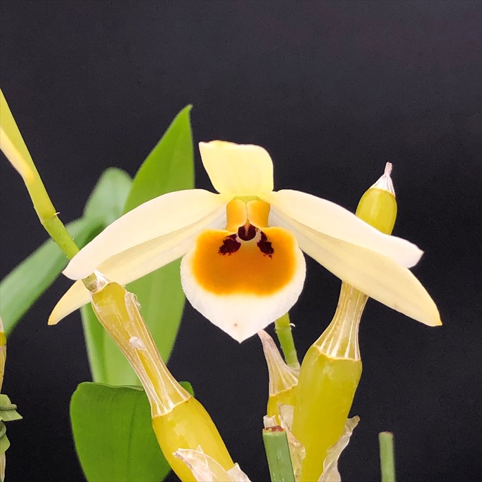 楽天市場】【予約販売】 洋ラン【開花見込株】バルボフィラム
