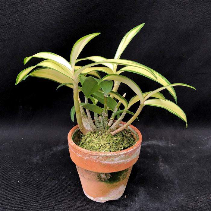 洋ラン 開花見込株 デンドロビューム アヤニシキ キンギアナム 洋ラン 開花見込株 デンドロビューム アヤニシキ キンギアナム