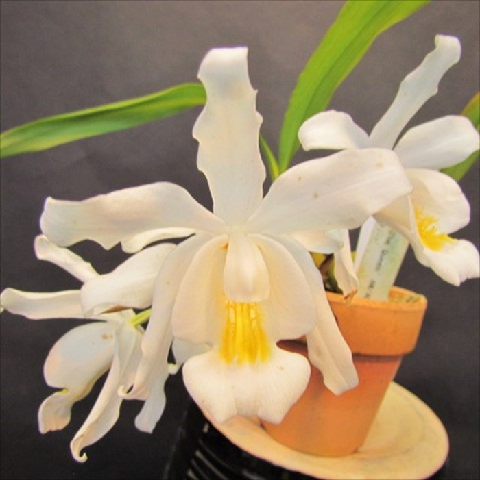 レア！強香原種交配種【ギガンテア × シレリアナ】 シレリアナ戻し 洋ラン 洋蘭 楽天市場】【予約販売】 洋ラン【開花見込株】セロジネ シレリアナ