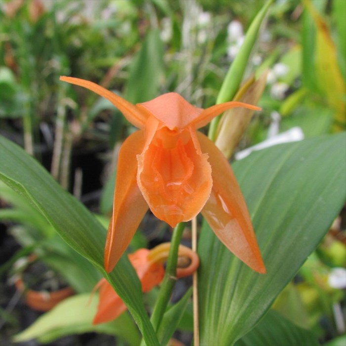 楽天市場】【予約販売】 洋ラン【開花見込株】セロジネ シレリアナ