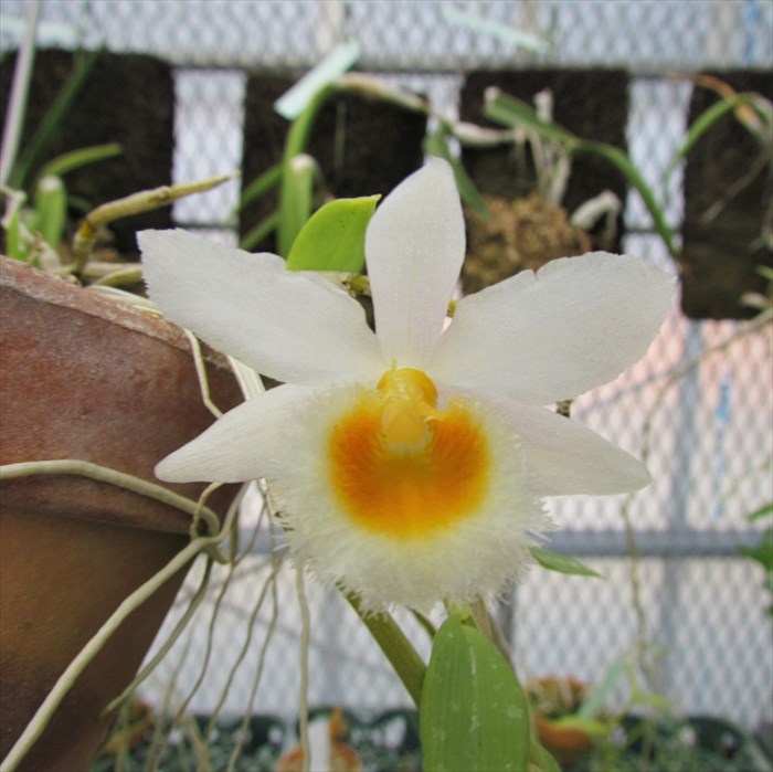 楽天市場】【予約販売】 洋ラン【開花見込株】デンドロビウム