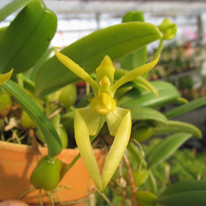 楽天市場】【予約販売】 洋ラン【開花見込株】バルボフィラム