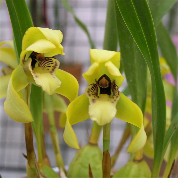 洋ラン　蘭 セイデンファデニア ミトラタ　着生蘭 dショッピング |（観葉植物）洋ラン セイデンファデニア