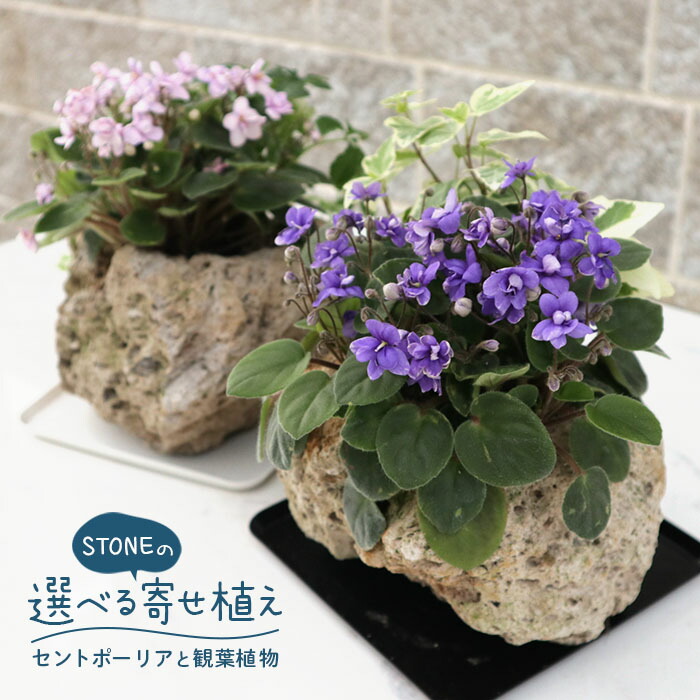 おしゃれな寄せ植え 選べるセントポーリアと観葉植物 軽石植え インテリア ガーデニング skf 11月中旬以降発送 贅沢