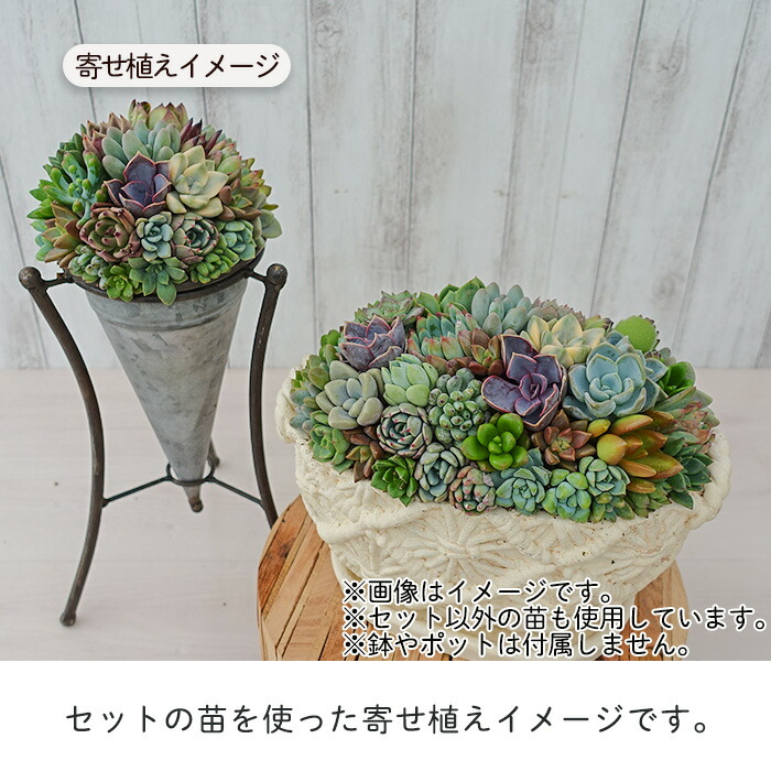 柏屋商店さん直送】多肉植物 送料無料 品種おまかせカット苗 もりもり 