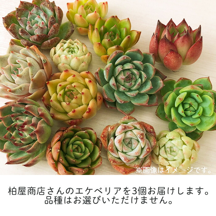 柏屋商店さん直送】送料無料 多肉弁当 多肉植物 観葉植物 インテリア