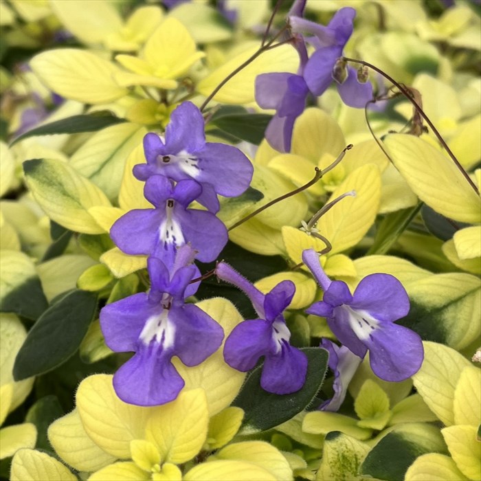 楽天市場】ストレプトカーパス プリティタートル 5号鉢苗 : 千草園芸