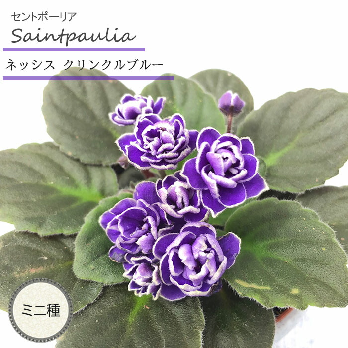 セントポーリア／キメラ　3苗　④　（　ヤチヨ・スポーツ、パリジェンヌ、宇宙　） △セントポーリア《キメラ》Hurricane ハリケーン（中縞） | ごーるで