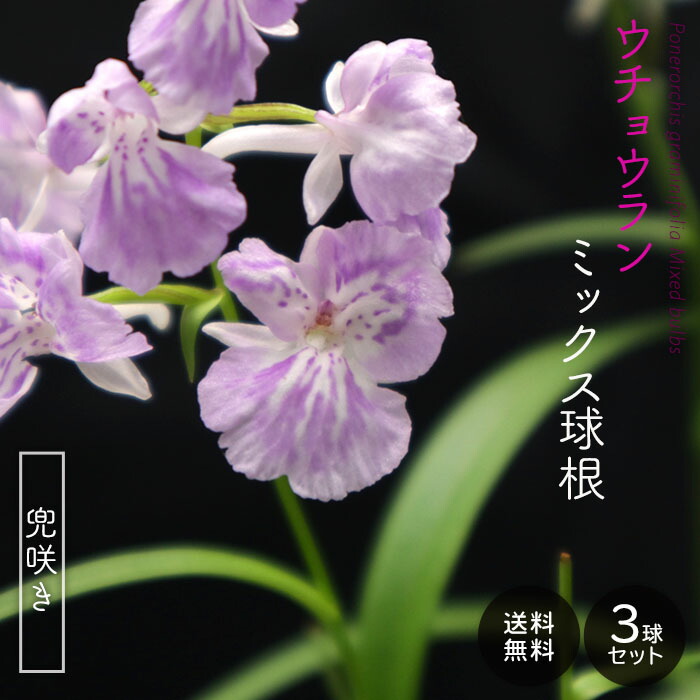 楽天市場】【予約販売】送料無料 ウチョウラン 朱花系 ミックス球根 山野草 5球 福袋 羽蝶蘭 うちょうらん bio 11月下旬以降発送 :  レイテストプランツ