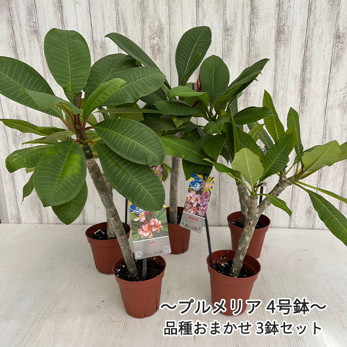 お買得 ハワイ 鉢花 タヒチ 4号鉢 熱帯植物 品種おまかせ3鉢セット プルメリア 花 観葉植物