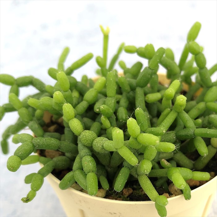 楽天市場】多肉植物 セネキオ 七宝樹錦 6cmポット 観葉植物 インテリア