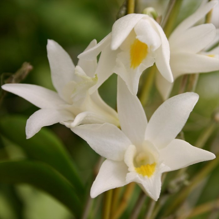 チャーム・ブルースター　大株（花・蕾付き）　1　　洋ラン　洋ラン交配種　富貴蘭　フウラン　山野草