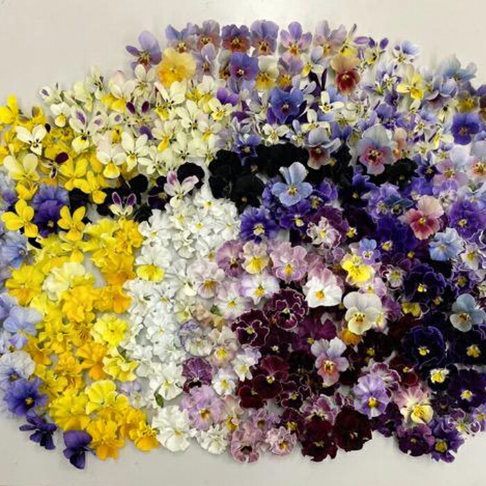 マトリョーシカ【ビオラ】 楽天市場】【予約販売】 ビオラ 魔笛 9cmポット 花苗 ガーデニング