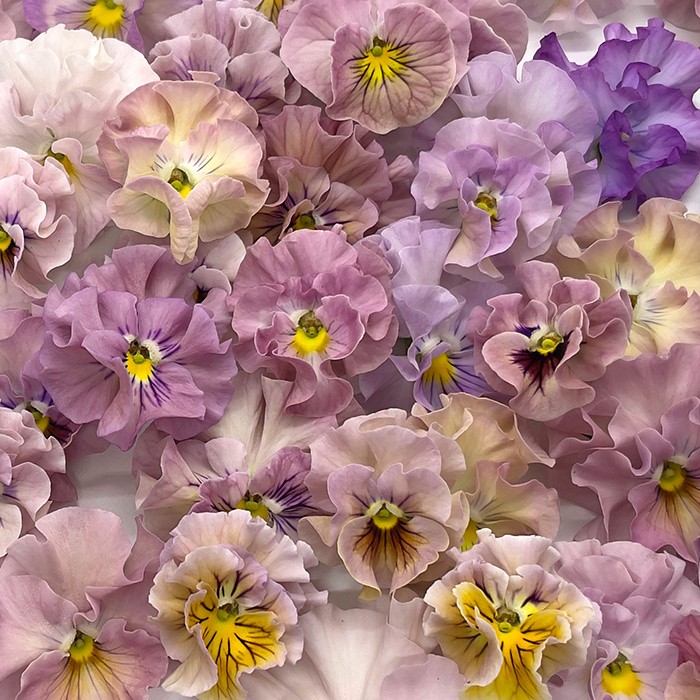 楽天市場】【予約販売】 ビオラ 魔笛 9cmポット 花苗 ガーデニング