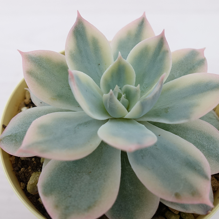 青緑色の多肉植物*4 楽天市場】多肉植物 クラッスラ 青鎖竜錦 6cmポット 観葉植物