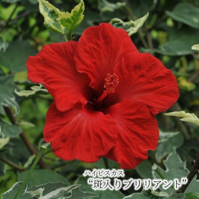 ハイビスカス ROSE FACTORY - ハイビスカス｜Yahoo!ショッピング