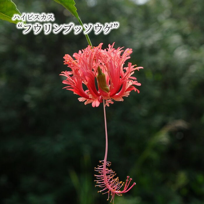 楽天市場】【ハイビスカス】 ハイビスカス スキゾペタルス（原種