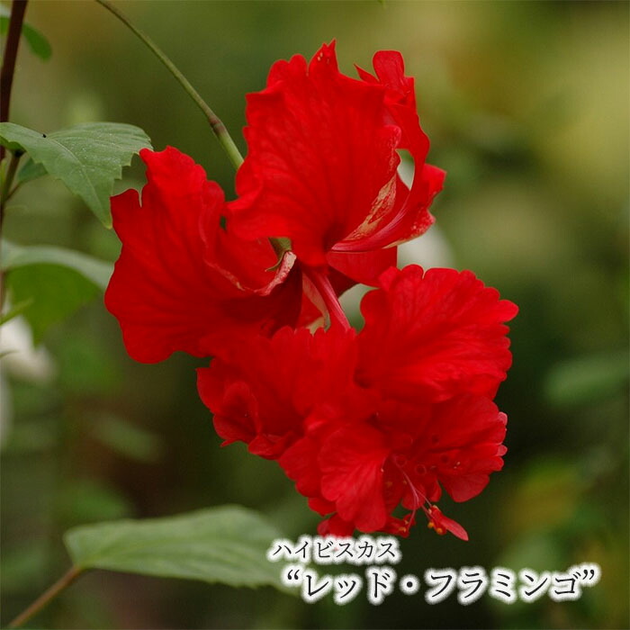 楽天市場】【ハイビスカス属】エキゾチックハイビスカスオレンジ