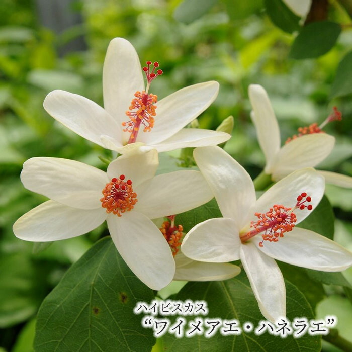 楽天市場】【予約販売】 ハイビスカス イエローキング 5号 鉢植え tyo