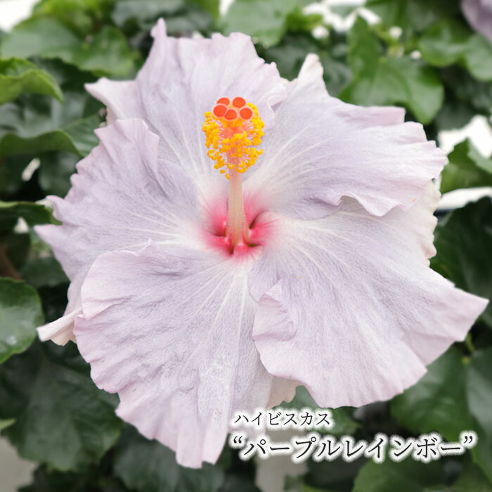 楽天市場】【予約販売】 ハイビスカスビーチボール 5号 鉢植え fru 5月