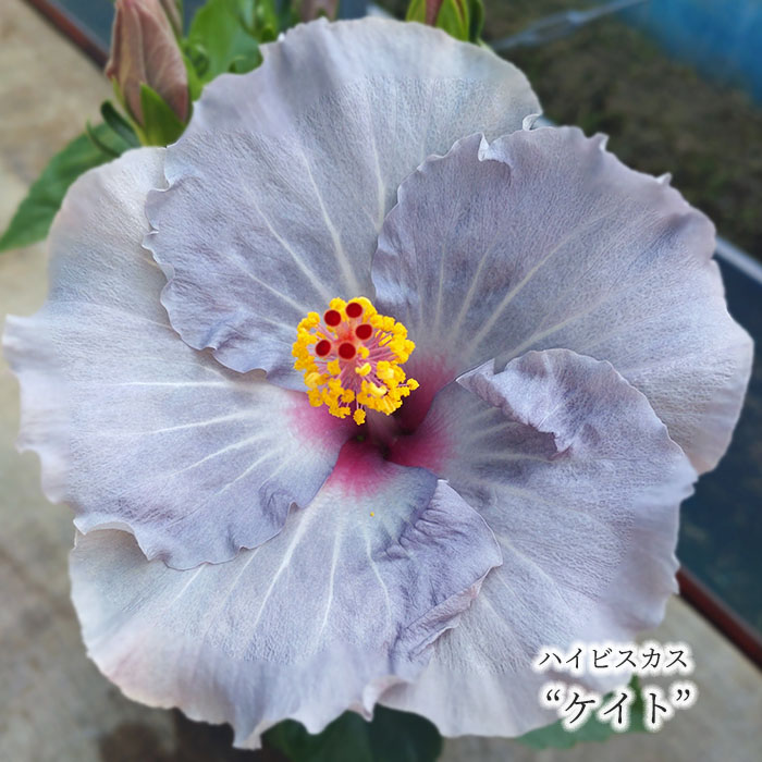 楽天市場】【予約販売】 ハイビスカス ソーシャルビューティ 5号