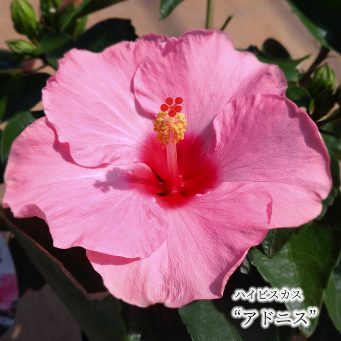 ハイビスカス 楽天市場】【予約販売】 ハイビスカス ニューロングライフシリーズ