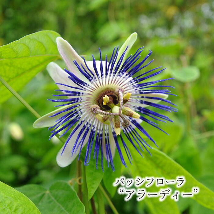 楽天市場】【予約販売】 パッシフローラ ブラウミルック 9cmポット