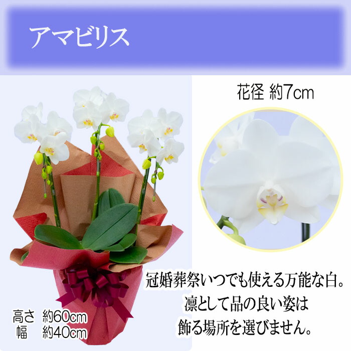 訳あり お供え 花鉢 鉢花お供え ミディ胡蝶蘭3本立ち ビックリップ 生花 枕花 花 供花