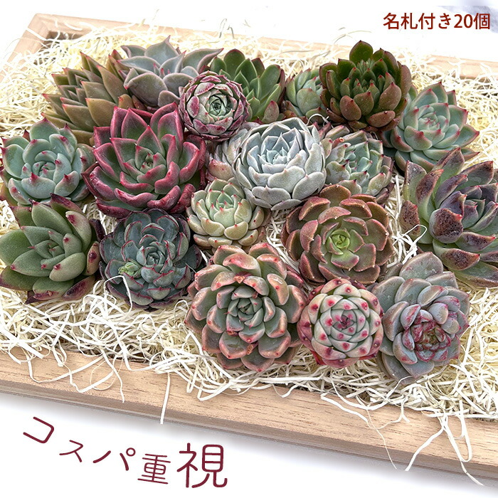 楽天市場】多肉植物 エケベリア シークレットフレグランス 韓国苗 抜き苗 カット苗 約3cm tps : レイテストプランツ