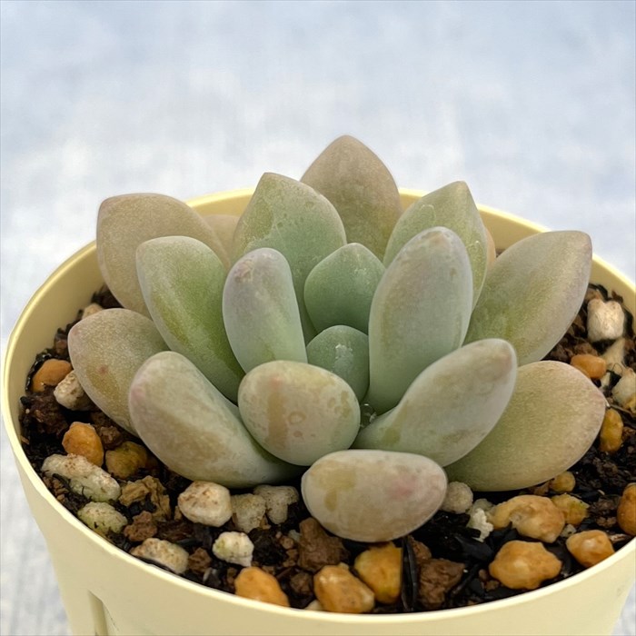 多肉植物　リトルビューティー 8カット　カット苗　セダム 多肉植物 セダム リトルビューティー 7.5cmポット苗 : ハニー