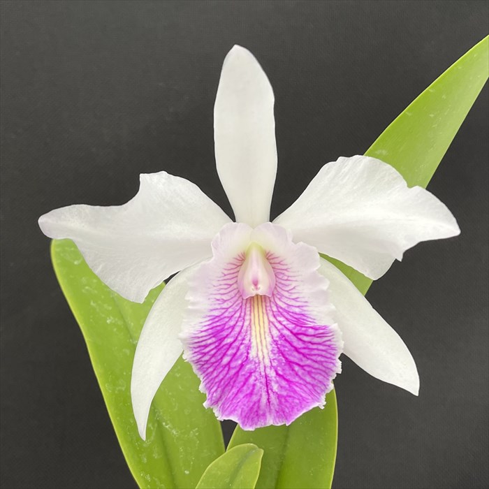 洋蘭 洋ランカトレアシージーロブリングビーチビュー大株 洋蘭 洋ランカトレアシージーロブリングビーチビュー大株 楽天