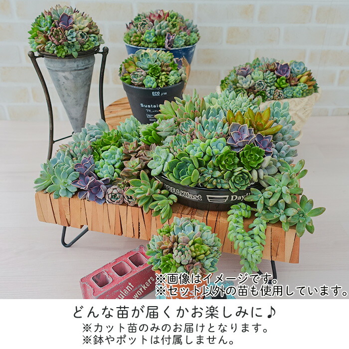 柏屋商店さん直送】多肉植物 送料無料 品種おまかせカット苗