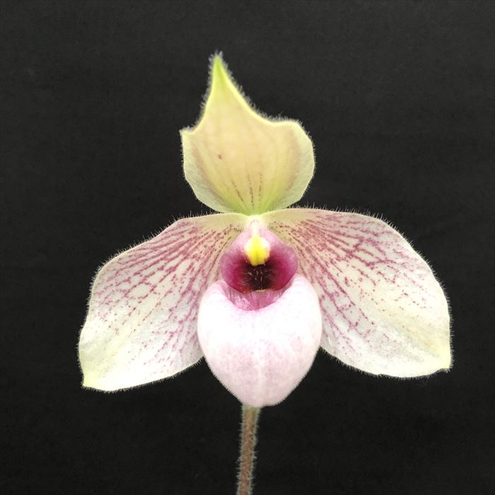 楽天市場】【花なし株】 パフィオペディラム リンレイクーポウィッツ