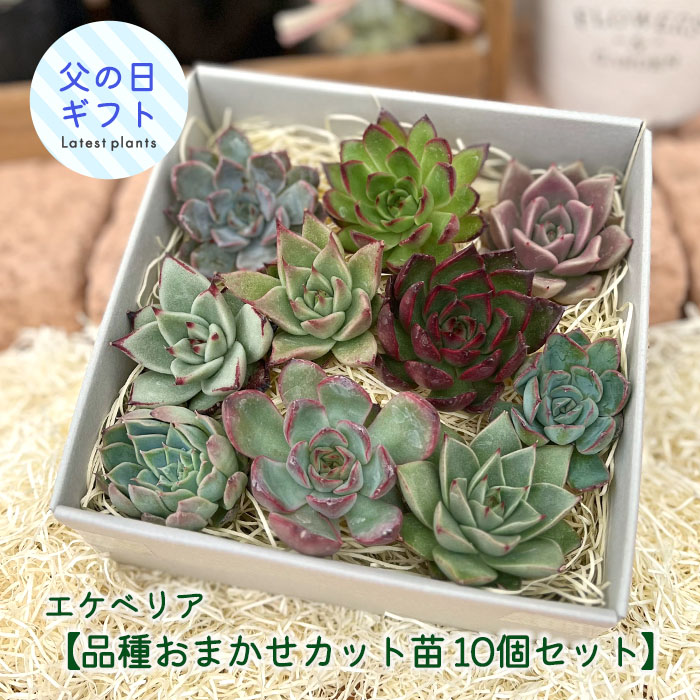 ① 多肉植物 朧月 カット苗 6株 - 通販 - www.photoventuresnamibia.com