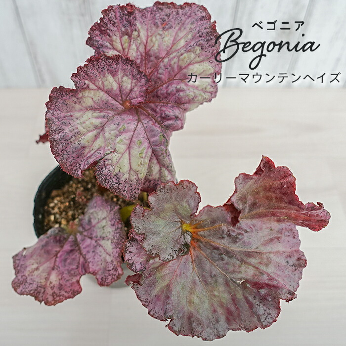 楽天市場】【予約販売】 木立ち性ベゴニア ジニー 10.5cmポット