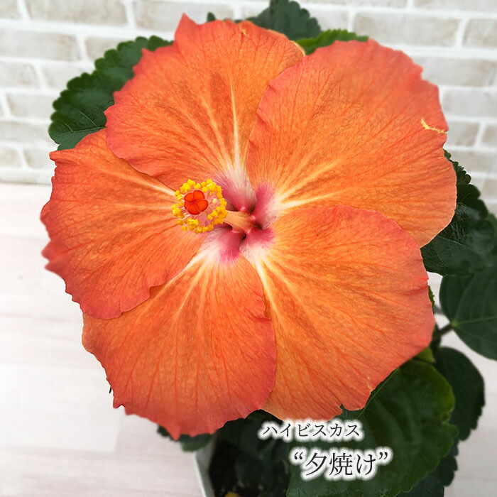 Nao　プルメリア　ラプソディ　バイユー　２鉢　ハイビスカス　3鉢 楽天市場】【予約販売】 ハイビスカス K-ブルー 5号 鉢植え tyo 5月