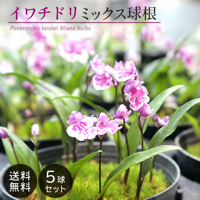 楽天市場】【予約販売】送料無料 ウチョウラン 朱花系 ミックス球根 山野草 5球 福袋 羽蝶蘭 うちょうらん bio 11月下旬以降発送 :  レイテストプランツ