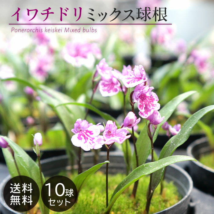 楽天市場】【予約販売】送料無料 ウチョウラン 朱花系 ミックス球根 山野草 5球 福袋 羽蝶蘭 うちょうらん bio 11月下旬以降発送 :  レイテストプランツ