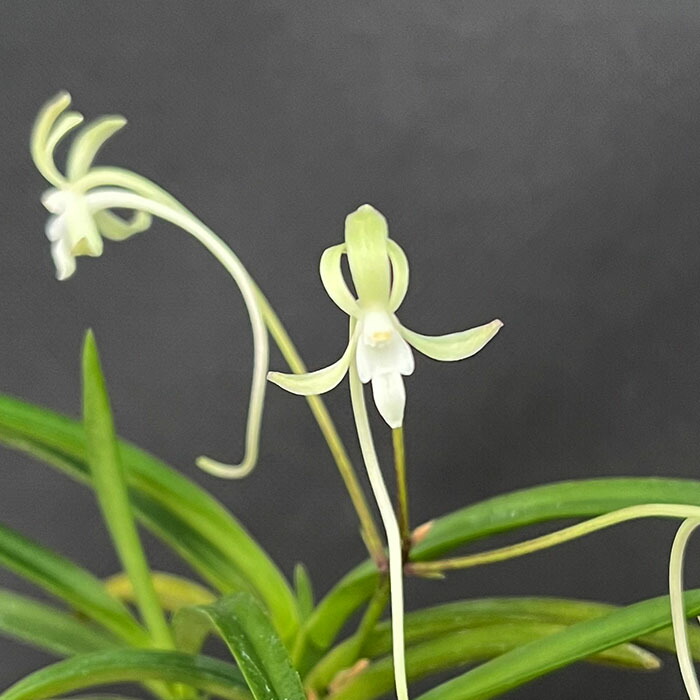 富貴蘭　樹海錦 楽天市場】富貴蘭 樹海 2.5号鉢 フウキラン 風蘭 古典植物 山