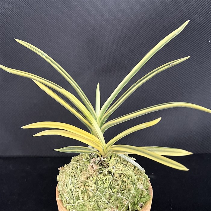 富貴蘭　風蘭　2鉢 楽天市場】富貴蘭 宝錦 2.5号鉢 フウキラン 風蘭 古典植物 山