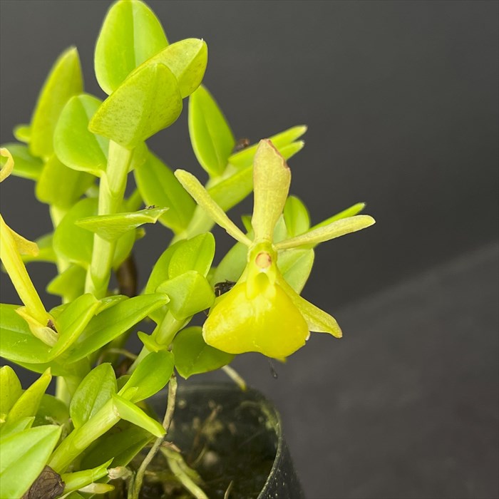 楽天市場】洋ラン アダ エレガントゥラ 9cmポット 原種 希少 珍品種 洋