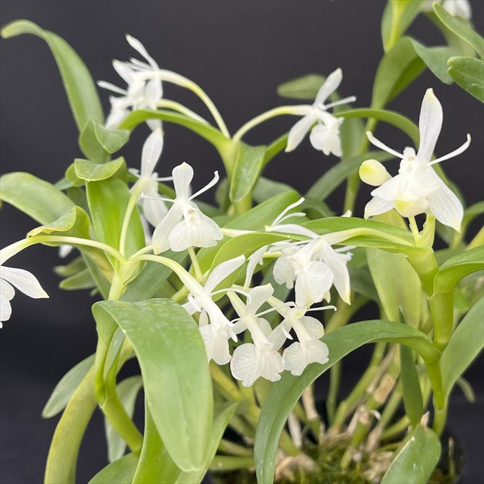 楽天市場】洋ラン アダ エレガントゥラ 9cmポット 原種 希少 珍品種 洋