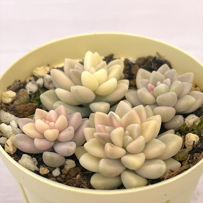 レティジア5苗＆セダム】初心者様オススメ♡ 木曜日発送 レティジア5