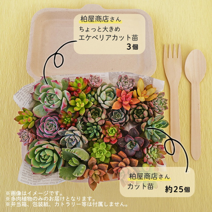 柏屋商店さん直送】送料無料 多肉弁当 多肉植物 観葉植物 インテリア
